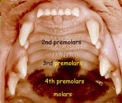 45 Punctilious Cat Teeth Diagram