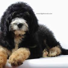 Mini bernedoodle puppies for sale. Pin On Dogs