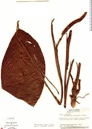 Auxin regulates lignin biosynthesis is important research area of plant study. Vplants Rhodospatha Wendlandii