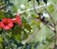 Image result