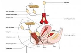 Image result for Paracervical Block