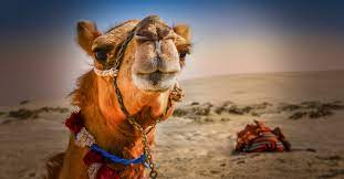 New articles are added every week. Tying Your Camel An Islamic Perspective On Methodological Naturalism Yaqeen Institute For Islamic Research
