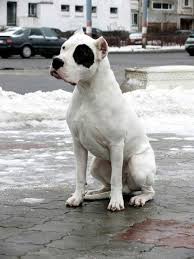 Though the coat is short and fairly easy to maintain, the size of the dogo argentino makes the. 390 Nevica Ideas Dog Argentino Dogs Dog Breeds