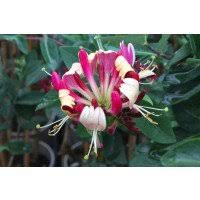 We did not find results for: Stephan Jasmine Plants For Sale Uk Grown Ashridge Nurseries