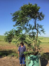 Image result for Halleria lucida