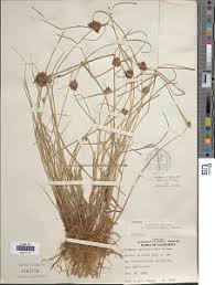 Image result for Pycreus niger