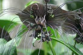 Bat Flower Amazing Predator Faced Plant Exotische Blumen Ungewohnliche Blumen Blumen