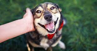 Join zoo atlanta and the atlanta humane society for our annual pet adoption event. Dogs And Puppies Atlanta Humane Society