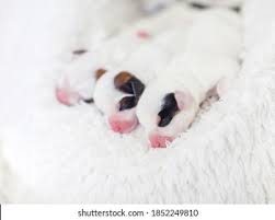 Newborn Puppy Images Stock Photos Vectors Shutterstock