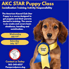 AKC STAR Puppy Class Socialization Training Activity Responsibility The  American Kennel Club Star Puppy is course designed to get puppies and their  parents started in training. The course is six weeks and