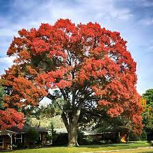 Shumard Red Oak Trees For Sale Online The Tree Center