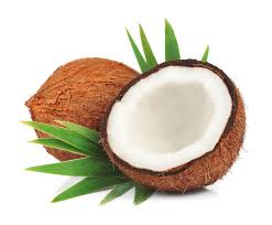 Image result for Cocos nucifera