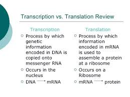 what are the major differences between transcription and