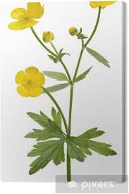 Die besten pinnwände von butterblume. Leinwandbild Butterblume Pixers Wir Leben Um Zu Verandern