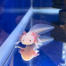 AXOLOTLS! Plenty of axolotls in stock! As well as basic and deluxe starter  kits so you have absolutely everything you need before you take yours home!  * * * #BuffaloPetSupply #PetStore #BuffaloPet #