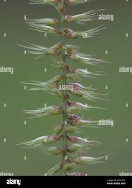 Image result for Dinebra retroflexa