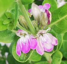 Image result for Justicia petiolaris