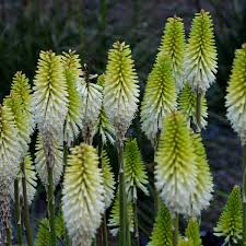 Image result for Kniphofia grantii
