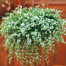 Check spelling or type a new query. Trailing Plants For Winter Hanging Baskets