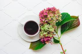 Hydrangea Flowers And Tea Flat Lay Hydrangea Flower Hydrangea Flowers