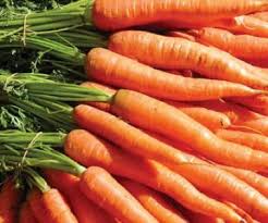 Image result for Daucus carota