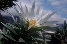 Image result for Meiostemon tetrandrus