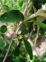 Image result for Croton dichogamus