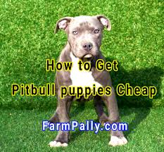 How to care for Pitbull Puppies - Farmpally 