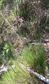 Image result for Avenella flexuosa