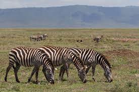 The cause of the breakup of the family can only be the death of the leader or the expulsion of his younger challenger. Zebra Facts Habitat Behavior Diet