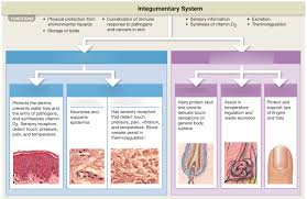 The Integumentary System Unit 5 Introduction Part 1 Diagram Quizlet