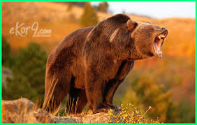 Wilayah amerika serikat sangat luas, dan memiliki beberapa jenis iklim. 15 Hewan Liar Khas Amerika Serikat Ekor9 Com Ekor9 Com