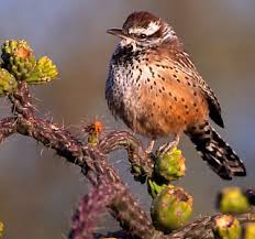 American ornithologists' union common name: Southeast Arizona Birding In Portal Az Cave Creek Ranch