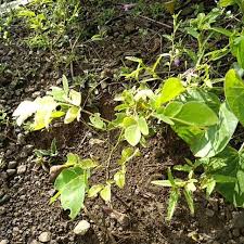 Image result for Albizia coriaria