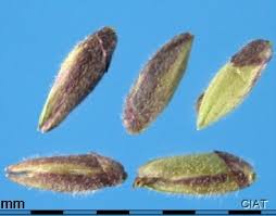 Image result for Panicum coloratum