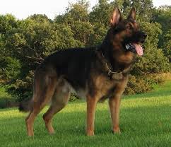 We breed for intelligence, performance, and the overall. Red Sable German Shepherd Puppies For Sale The Y Guide