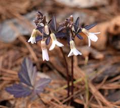 Image result for Ornithogalum flexuosum