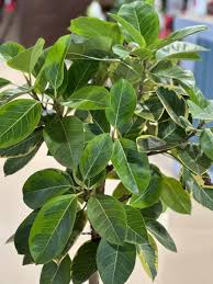 Image result for Ficus demeusei