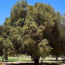 Image result for Searsia lancea