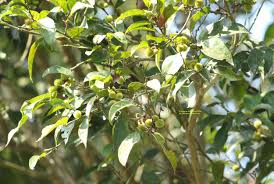 Image result for Peraceae