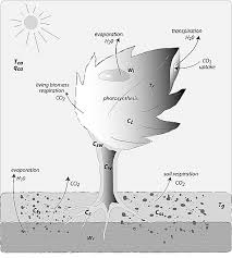 I decided to break off with him. Carbon Cycling Under 300 Years Of Land Use Change Importance Of The Secondary Vegetation Sink Shevliakova 2009 Global Biogeochemical Cycles Wiley Online Library