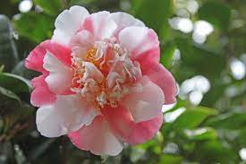 Pin On Camellias