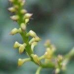 Image result for Polystachya concreta (red-flowered form)