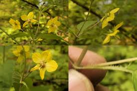 Image result for Lysimachia barbata