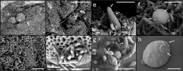 Scari balansate, scari drepte, scari elicoidale, scari circulare. Compartmentalization Of Bacterial And Fungal Microbiomes In The Gut Of Adult Honeybees Npj Biofilms And Microbiomes