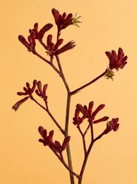 Image result for Anigozanthos