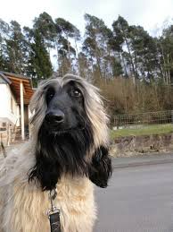 jahanara al qasim hunde windhunde