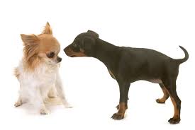 Maybe you would like to learn more about one of these? Introducing A New Puppy To Your Current Dog Extreme Electric Dog Fence 2021 Diy Kits