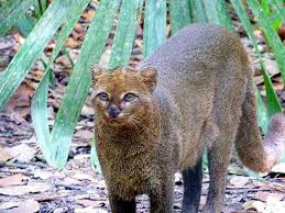 At one time, it ranged from the yukon in canada to the strait of magellan at the tip of south america. The Big Cats Of Belize Belize Animals Caribbean Critters