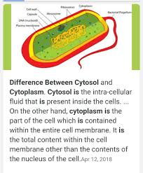 What is its economy focused on? What Is The Difference Between Matrix And Cytoplasm Brainly In